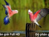 Theo bạn Tivi Full HD và tivi 4K độ phân giải có độ chênh lệch hay không?